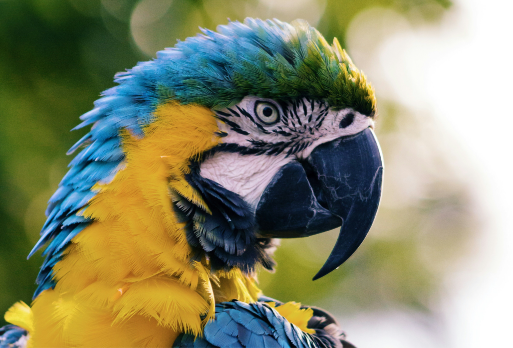 d2 – Watercolors Roatan Honduras